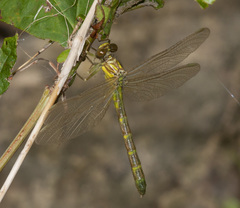 Stylogomphus albistylus