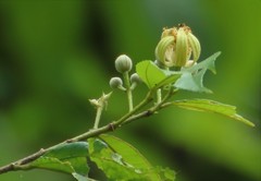 Grewia serrulata