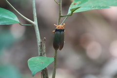 Polydictya basalis