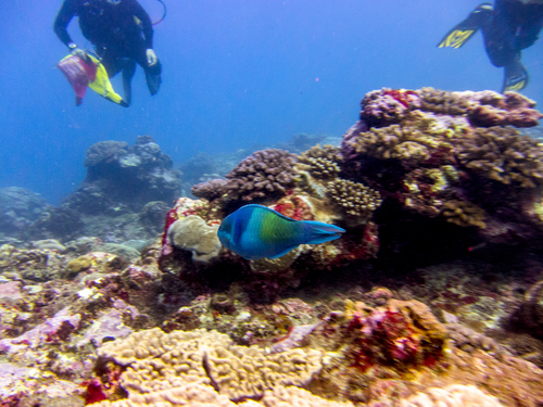 Fivesaddle parrotfish (Scarus scaber) — Scaridae — 4