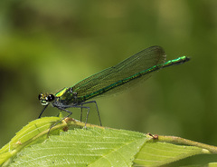 Calopteryx angustipennis