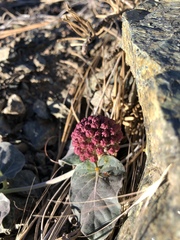 Asclepias solanoana