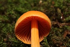 Entoloma salmoneum