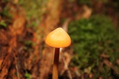 Entoloma salmoneum
