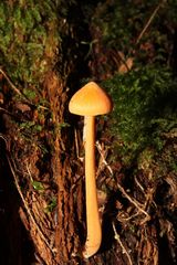 Entoloma salmoneum
