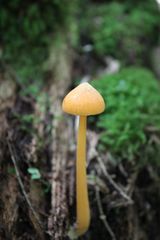 Entoloma salmoneum