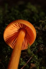 Entoloma salmoneum
