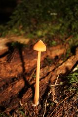 Entoloma salmoneum