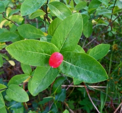 Lonicera chamissoi