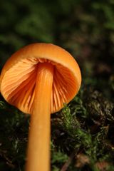 Entoloma salmoneum