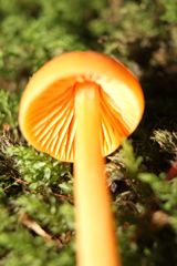 Entoloma salmoneum