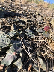 Asclepias solanoana