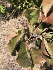 Pyrus calleryana