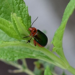 Kuschelina gibbitarsa