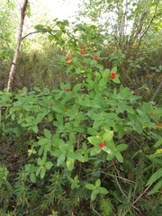 Lonicera chamissoi