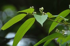 Grewia serrulata