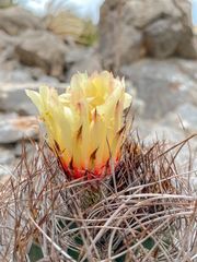 Astrophytum capricorne