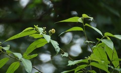 Grewia serrulata