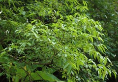 Grewia serrulata