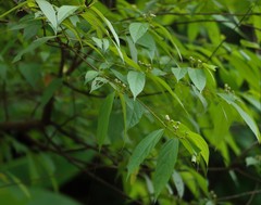 Grewia serrulata