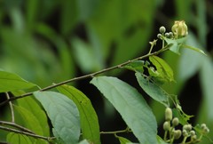 Grewia serrulata