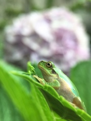Hyla japonica