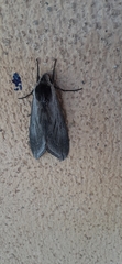 Sphinx perelegans