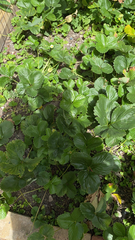 Fragaria × ananassa