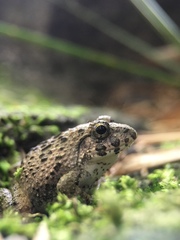 Fejervarya kawamurai