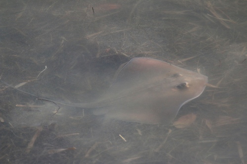 Blunmose Stingray (Hypanus say) — Dasyatidae — 4