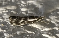 Catoptria oregonicus
