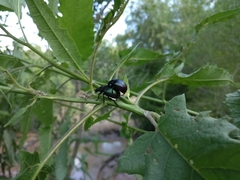 Leptinotarsa behrensi