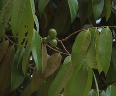 Sageraea laurina