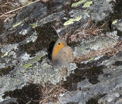 Hyponephele lycaon