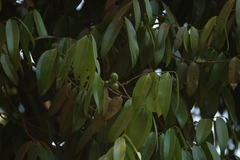 Sageraea laurina