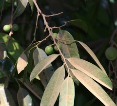 Sageraea laurina
