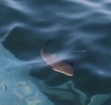 Rachycentron canadum