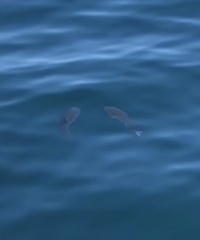 Rachycentron canadum