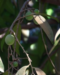 Sageraea laurina
