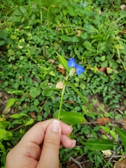 Commelina communis