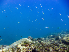 Mirolabrichthys evansi