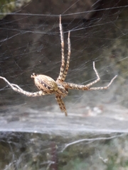 Tegenaria ferruginea