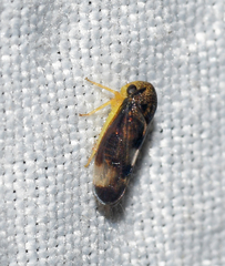 Pediopsoides distinctus