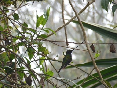 Ensifera ensifera
