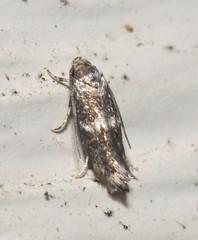 Elachista illectella