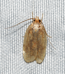 Agonopterix thelmae