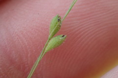 Kellochloa brachyantha