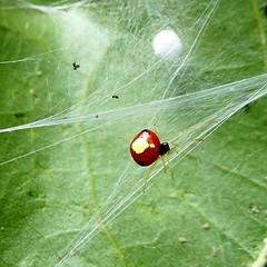 Theridula