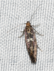 Acrolepiopsis assectella