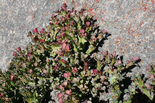 Medusea tuberculata (Jacq.) Klotzsch & Garcke